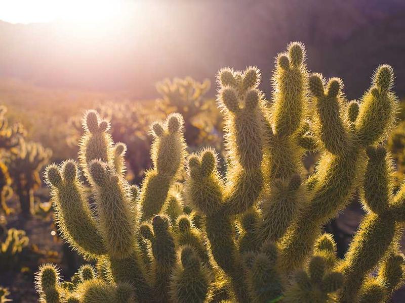 有效干预策略的系统化制定与实施路径